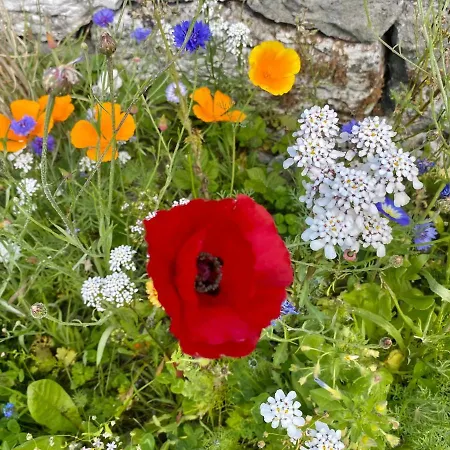 Oranuisce Thatch Ballyvaughan