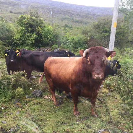 Oranuisce Thatch バリーボーン