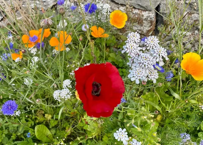Oranuisce Thatch Ballyvaughan