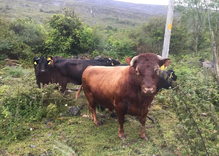 Oranuisce Thatch Ballyvaughan